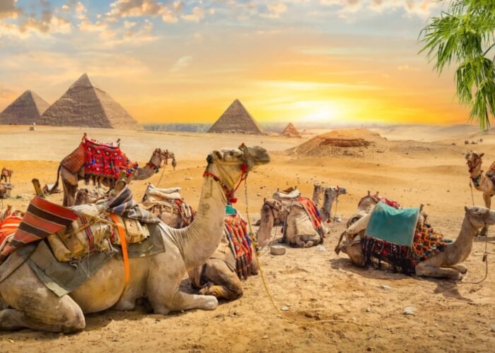 a-group-of-ornately-saddled-camels-resting-on-the-desert-sand-against-the-backdrop-of-the-ancient-pyramids-of-giza-illuminated-by-a-warm-goldenhour-sky